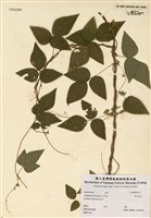 藏品(野毛扁豆)的圖片